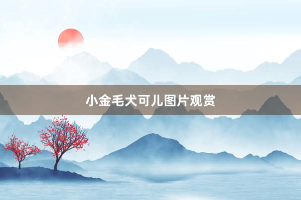 小金毛犬可儿图片观赏